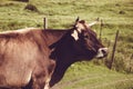 Dairy cow on summer green grass. Farm animal. Rural landscape. Farming concept. Georgian meadow. Copy space. Georgia. Ecotourism. Royalty Free Stock Photo