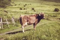 Dairy cow. Summer green lawn. Farm animal. Rural landscape. Farming concept. Georgian meadow. Georgia. Ecotourism. Mountain valley Royalty Free Stock Photo