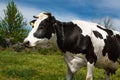 Dairy cow on a summer pasture Royalty Free Stock Photo