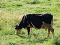 Dairy cow on summer pasture - Dairy cattle concept Royalty Free Stock Photo