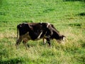 Dairy cow on summer pasture - Dairy cattle concept Royalty Free Stock Photo