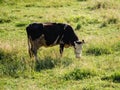 Dairy cow on summer pasture - Dairy cattle concept Royalty Free Stock Photo