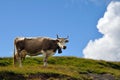 Dairy Cow in Switzerland