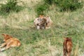 Dairy cow with two calves in the grass - Italian Alps Royalty Free Stock Photo