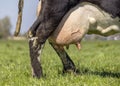 Milk cow udder and teat close up, soft pink and large mammary veins, large and full Royalty Free Stock Photo