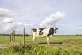 Dairy cow walking on a path passing a gate, black and white looking at camera, side view in a field under a blue sky Royalty Free Stock Photo