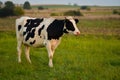 Dairy cow Royalty Free Stock Photo