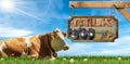 Dairy Cow and Wooden Sign with Text Milk on a Green Pasture Royalty Free Stock Photo