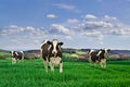 Dairy cows Royalty Free Stock Photo