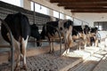 Friesian Dairy cows being milked Royalty Free Stock Photo