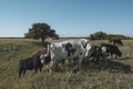 Dairy cows in Argentine Royalty Free Stock Photo