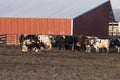 Dairy Cows by a barn Royalty Free Stock Photo