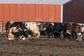 Dairy Cows by a barn Royalty Free Stock Photo