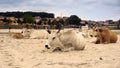 Dairy cows (Bos taurus) resting on beach