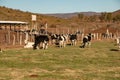 Dairy cows in a cheese making rancho at Ojos Negros, Mexico