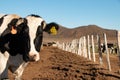 Dairy cows in a cheese making rancho at Ojos Negros, Mexico