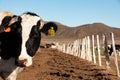 Dairy cows in a cheese making rancho at Ojos Negros, Mexico