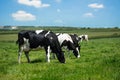 Dairy Cows In Cornwall Royalty Free Stock Photo