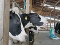 Dairy cows in a farm being fed with pellets / instant food