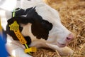 Dairy cows in a farm cowshed, close-up. Agriculture industry, farming concept