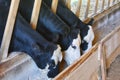 Dairy cows feeding in a barn. Royalty Free Stock Photo