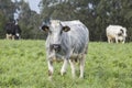 Dairy cows, in the foreground a grey and white cow with no horns, facing the camera in a field of green grass Royalty Free Stock Photo
