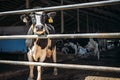 Dairy cows in free livestock stall Royalty Free Stock Photo