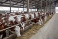 Dairy cows in a free livestock stall Royalty Free Stock Photo