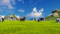 Dairy cows graze on alpine meadow