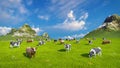 Dairy cows graze on alpine pasture