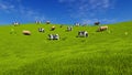 Dairy cows graze on open green meadow