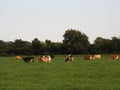 Dairy cows graze in the pasture on a warm summer evening Royalty Free Stock Photo