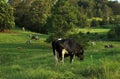 Dairy Cows Grazing Royalty Free Stock Photo