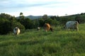 Dairy Cows Grazing Royalty Free Stock Photo