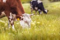 Dairy cows grazing on a cold autumn morning on a hill meadow Royalty Free Stock Photo