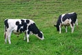 Two dairy cattle grazing on grassland in countryside farm estate. Black white milk cows eating on pasture in backcountry ranch. Royalty Free Stock Photo