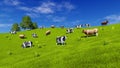 Dairy cows grazing on green farm pasture