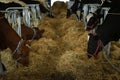 Dairy cows grazing hay in a farm, agriculture, cattle farming and housing, livestock Royalty Free Stock Photo