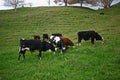 Dairy cattle grazing on hilly grassland in countryside farm estate. Black white milk cows eating on pasture in backcountry ranch Royalty Free Stock Photo