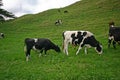 Dairy cattle grazing on hilly grassland in countryside farm estate. Black white milk cows eating on pasture in backcountry ranch Royalty Free Stock Photo