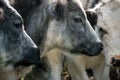 Dairy cows grouped together