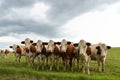 Dairy cows herd in a green pasture