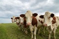 Dairy cows herd in a green pasture