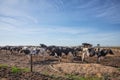 Dairy cows of the Holstein breed Friesian, grazing on field Royalty Free Stock Photo