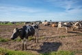 Dairy cows of the Holstein breed Friesian, grazing on field Royalty Free Stock Photo