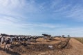 Dairy cows of the Holstein breed Friesian, grazing on field.Dairy cow of the Holstein breed Friesian, grazing on field Royalty Free Stock Photo