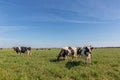 Dairy cows of the Holstein breed Friesian, grazing on green field Royalty Free Stock Photo