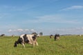 Dairy cows of the Holstein breed Friesian, grazing on green field Royalty Free Stock Photo