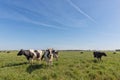 Dairy cows of the Holstein breed Friesian, grazing on green field Royalty Free Stock Photo