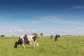 Dairy cows of the Holstein breed Friesian, grazing on green field Royalty Free Stock Photo